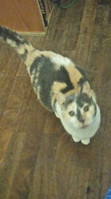 Convivenze pelose!🐶🐱🐹🐰 - 2