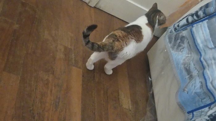 Convivenze pelose!🐶🐱🐹🐰 - 3