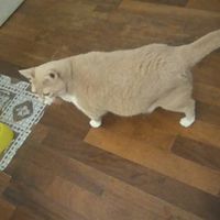 Convivenze pelose!🐶🐱🐹🐰 - 1