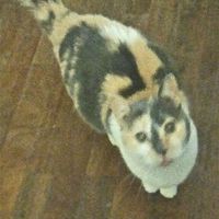 Convivenze pelose!🐶🐱🐹🐰 - 2