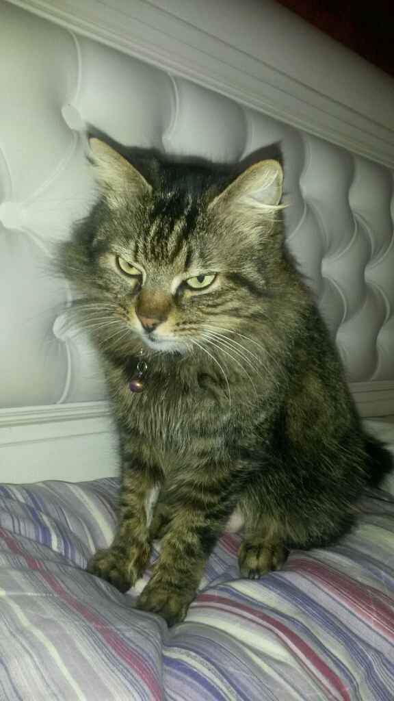 Too cute: i vostri amici animali - 1