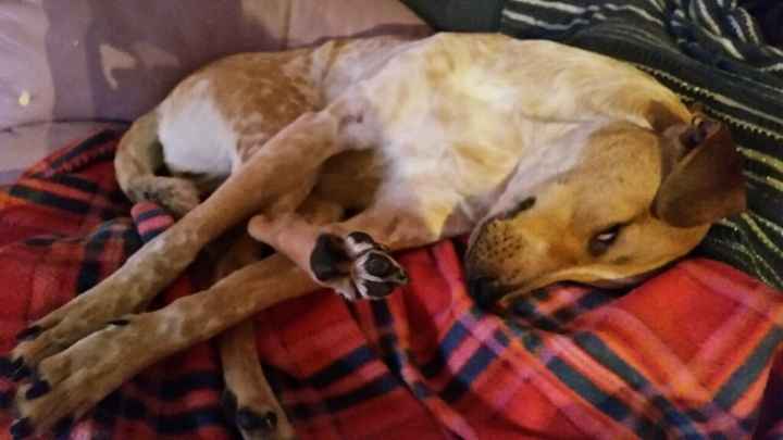 Too cute: i vostri amici animali - 2