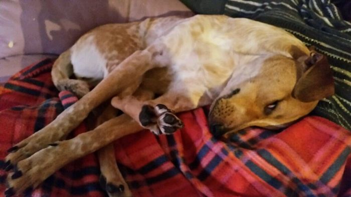 Too cute: i vostri amici animali - 2