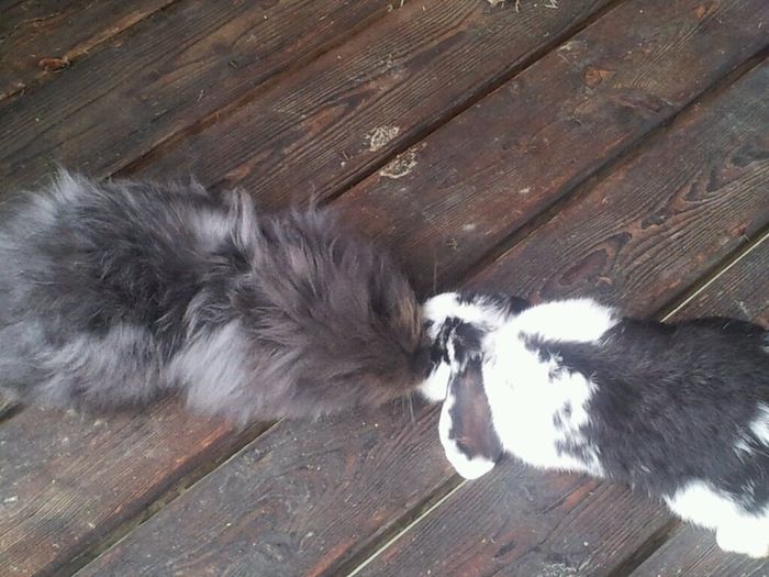 Too cute: i vostri amici animali - 3