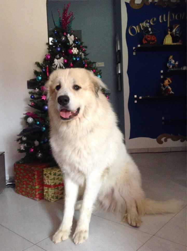 Animaletti in casa - 1