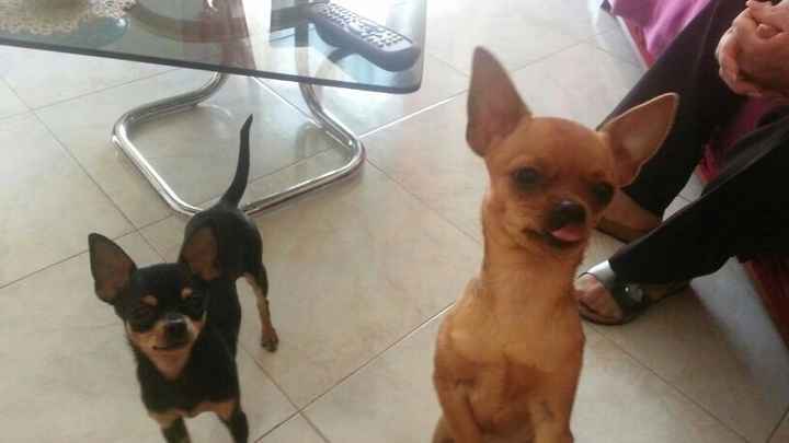 Le mie Chihuahuine