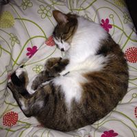 Toxoplasmosi e gatti - 1