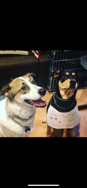 Ci saranno amici a 4 zampe? 1