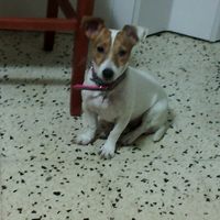 Pelosi e matrimonio - 1