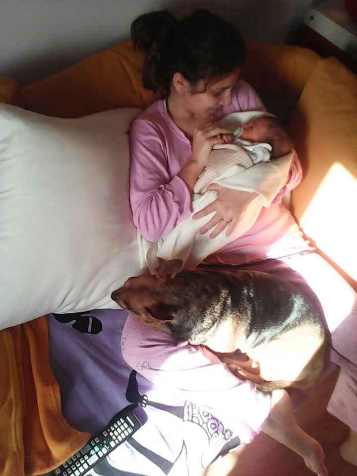 Cani al matrimonio - 1