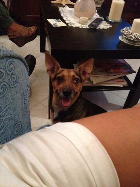 Cani al matrimonio - 2