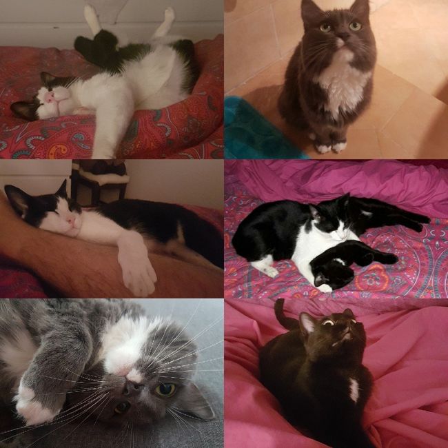 I nostri animali ♥️ - 1