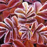 Talisia