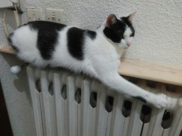 Quasi tutto pronto, anche Pablo! - 1