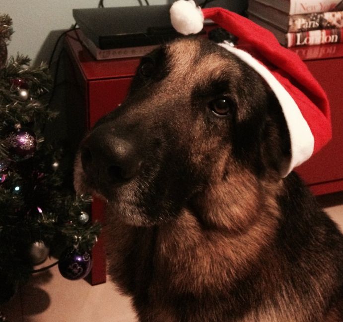 Il nostro primo albero di natale - 2