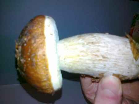 funghi