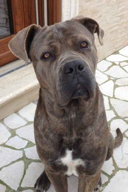 Too cute: i vostri amici animali - 1