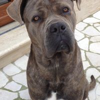 Too cute: i vostri amici animali - 1