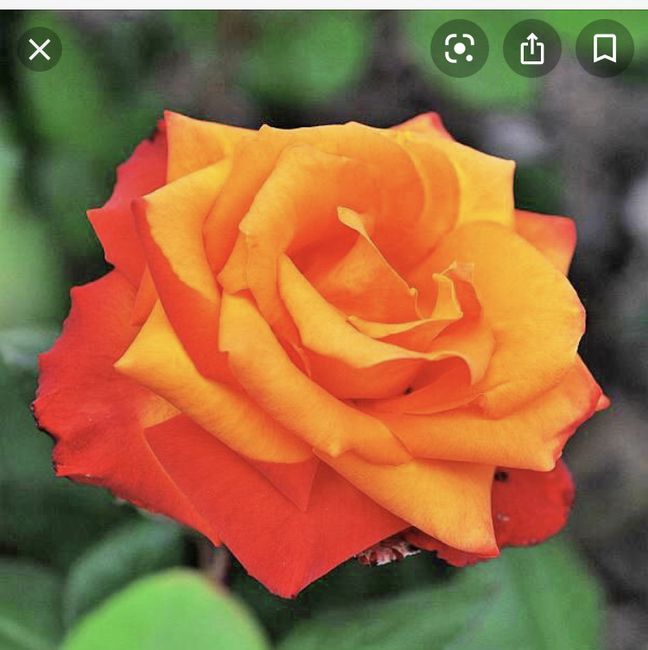 Bouquet arancione e verde 1