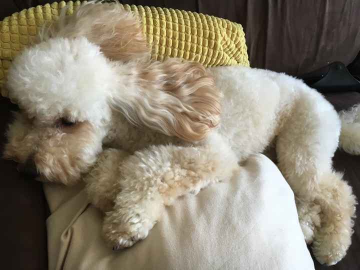 Pelosi alla riscossa! :) chi portera' il suo amico peloso al matrimonio? - 2