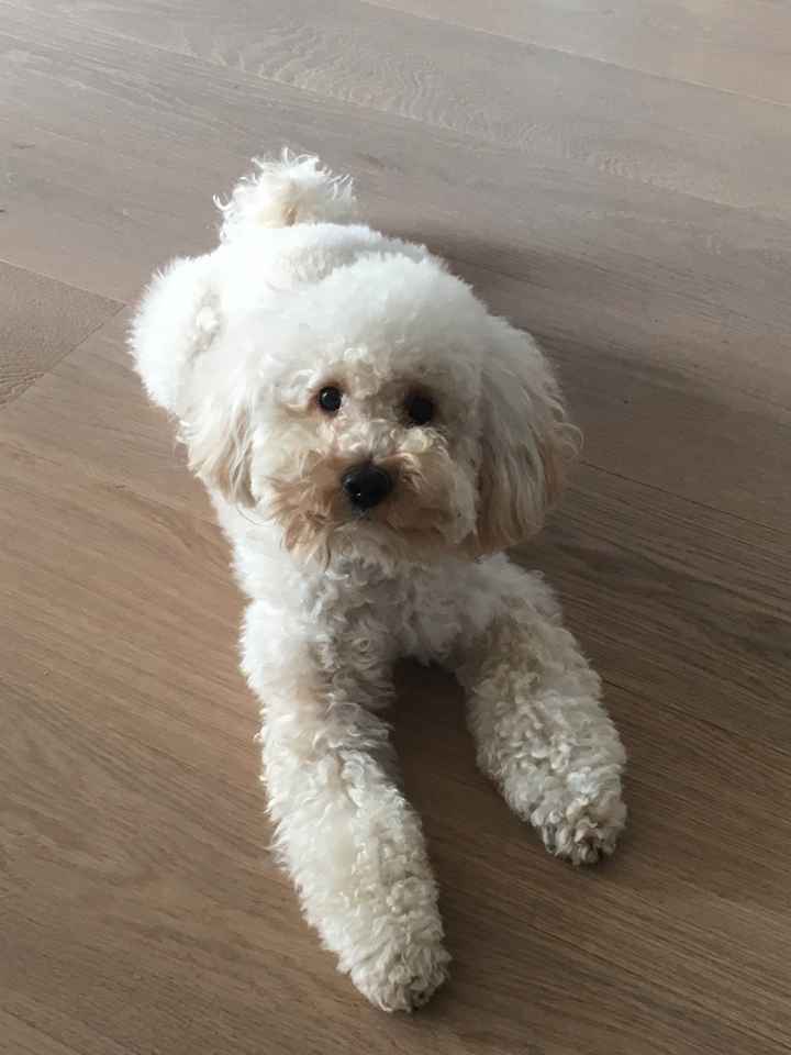 Pelosi alla riscossa! :) chi portera' il suo amico peloso al matrimonio? - 3