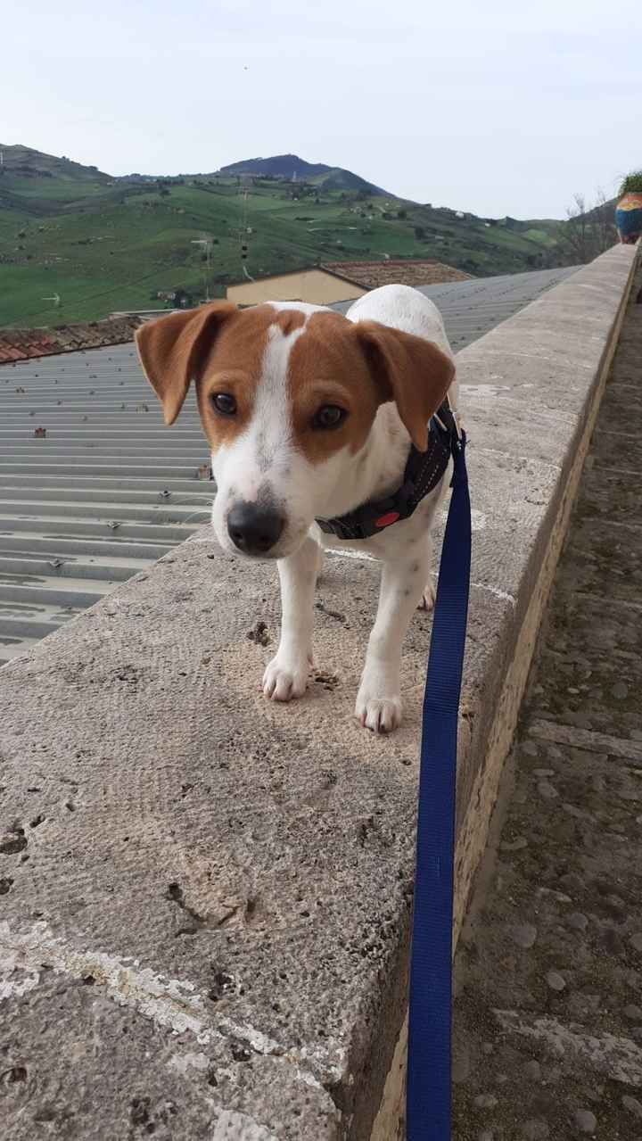 Animali domestici 🐕 🐱 - 1