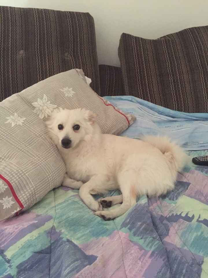 I nostri amici a 4 zampe - 1