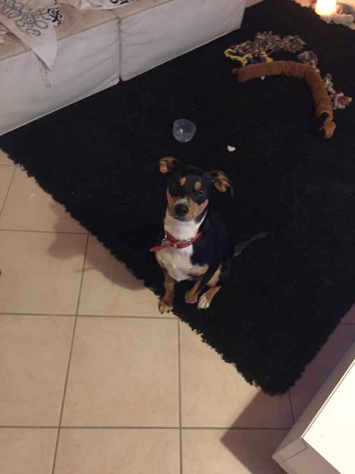 I nostri amici a 4 zampe - 1