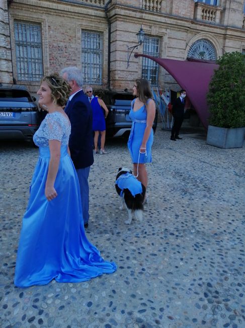 cane della suocera al mio Matrimonio. 1