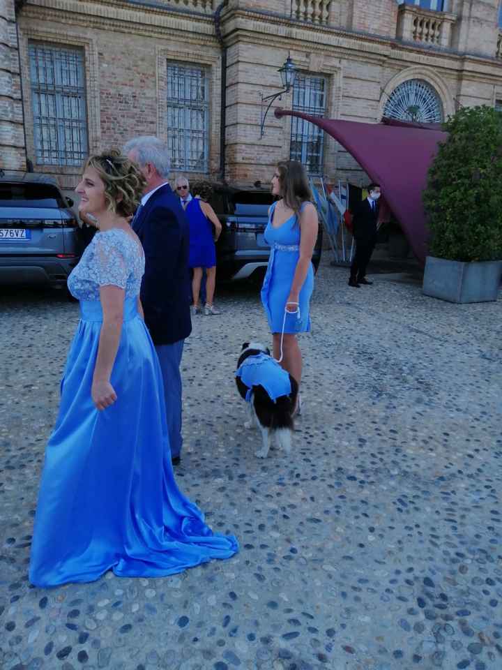 cane della suocera al mio Matrimonio. - 1