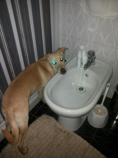 Too cute: i vostri amici animali - 1