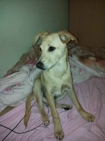 Too cute: i vostri amici animali - 2