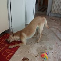 Too cute: i vostri amici animali - 3