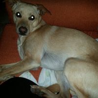 Too cute: i vostri amici animali - 4