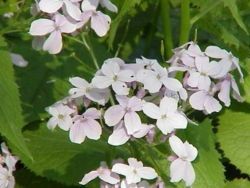 Lunaria