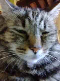 Animali domestici - 1