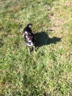 Cuccioli di casa... - 1