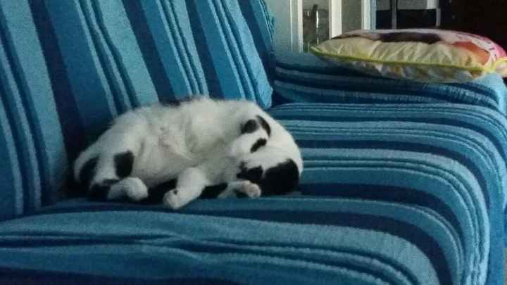 Gatto...si o no? - 1