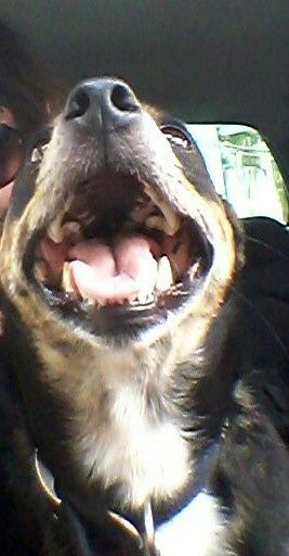 Animali domestici - 1