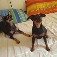 Chi come me ha un animale domestico che farà parte del  matrimonio? - 1