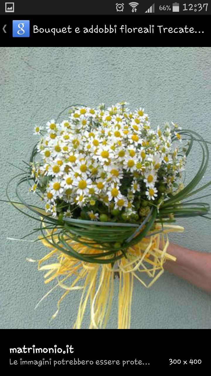 Fiore camomilla - 1