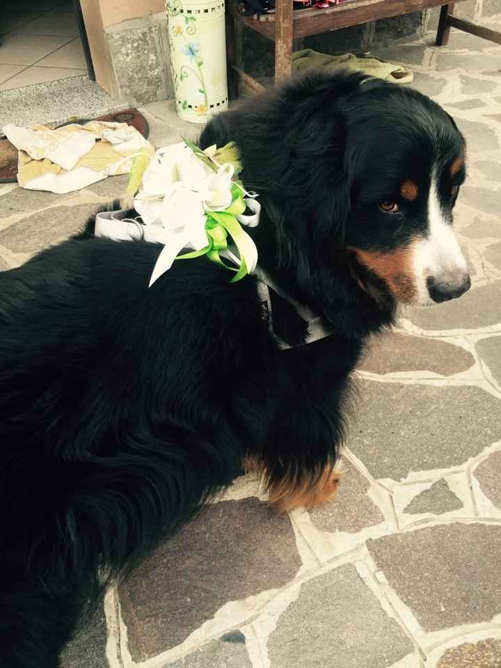 Wedding dog sitter - 1