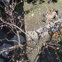 Mostratemi le Mimose! - 1