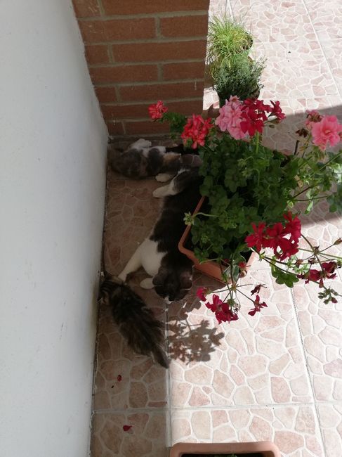 Sposine con gattini... Mani graffiate... - 1