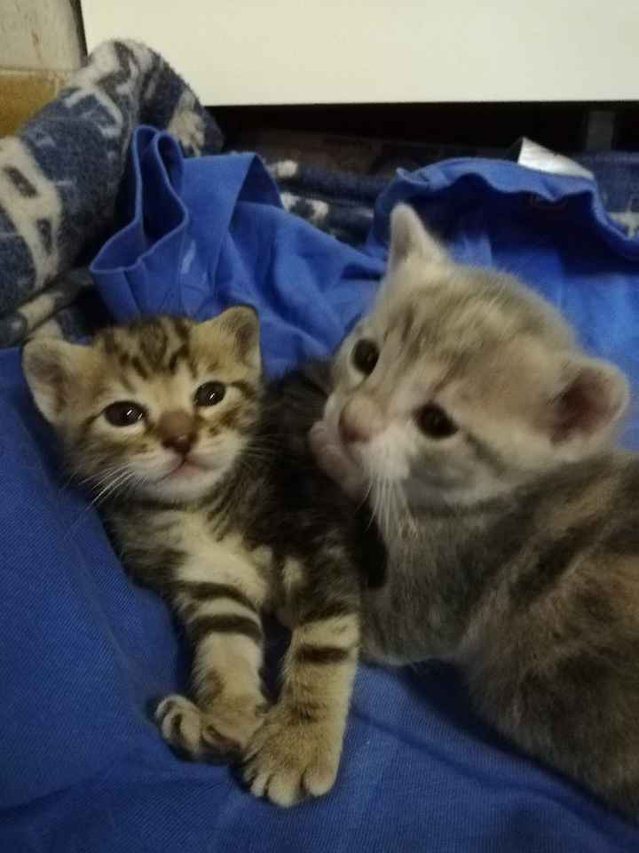 Collaboratori pelosi ❤️ - 1