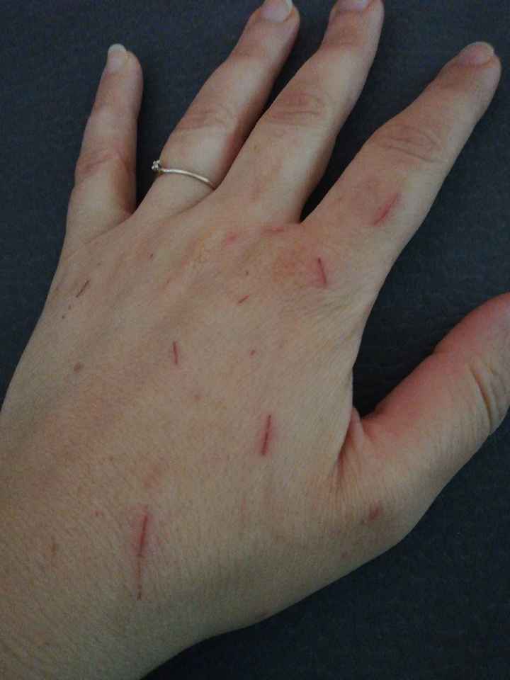 Sposine con gattini... Mani graffiate... - 1