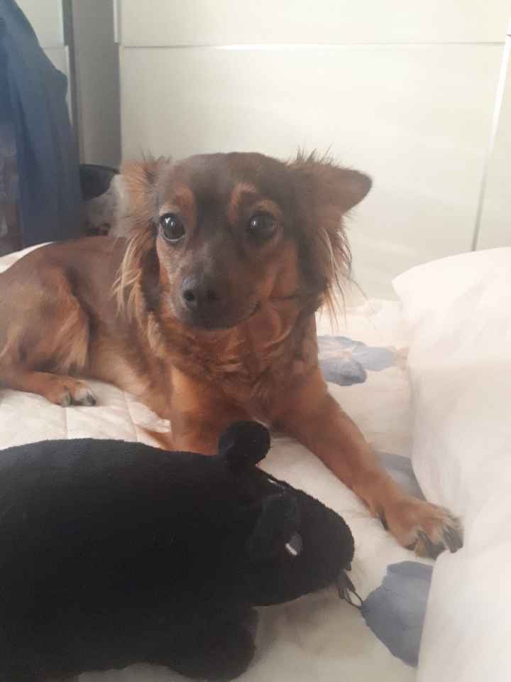 i nostri cuccioli😍 - 1