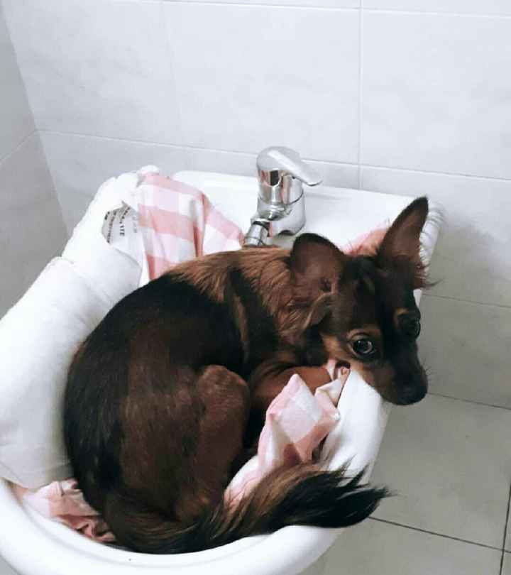  Matrimoni e animali! - 1