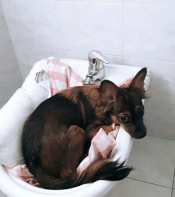  Matrimoni e animali! - 1