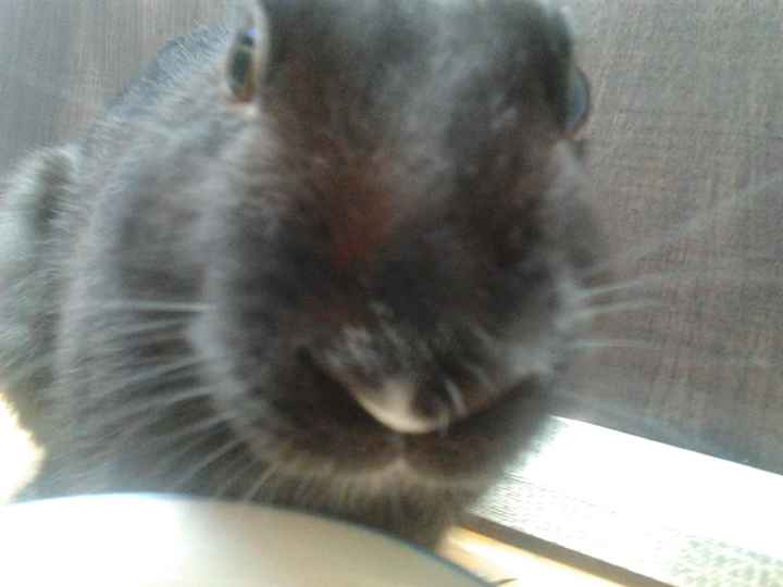 Mirtillo è volato sul ponte arcobaleno...